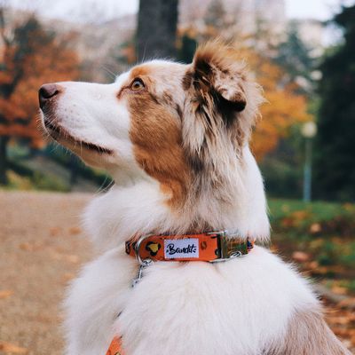 French Bandit - Collier pour chien léopard néon