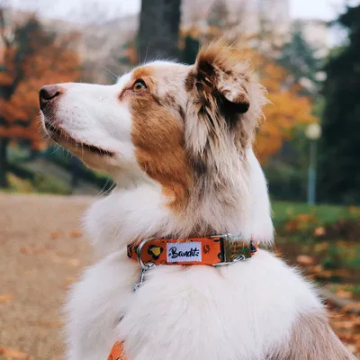 French Bandit - Collier pour chien léopard néon
