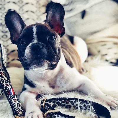 French Bandit - Collier pour chien léopard