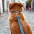 Motif IN THE NAVY - Mini chien