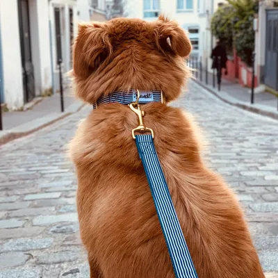 French Bandit - Collier pour chien tartan