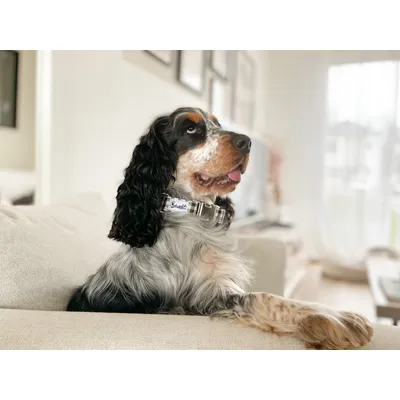 French Bandit - Collier pour chien vichy