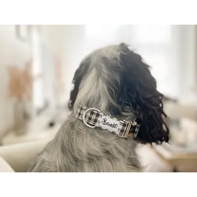 French Bandit - Collier pour chien vichy