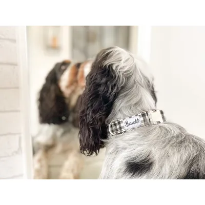 French Bandit - Collier pour chien vichy