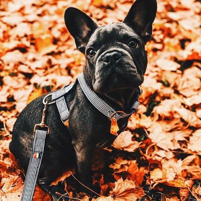 French Bandit - Harnais pour chien motif marin