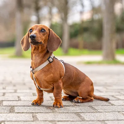 French Bandit - Harnais pour chien à paillettes