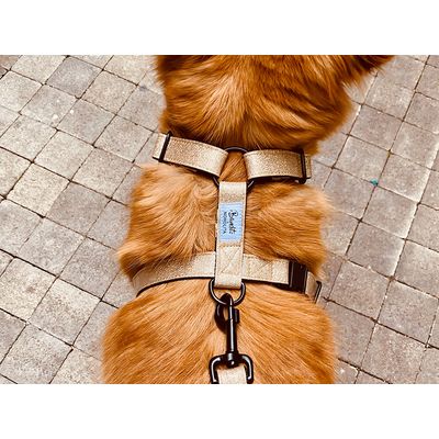 French Bandit - Harnais pour chien à paillettes