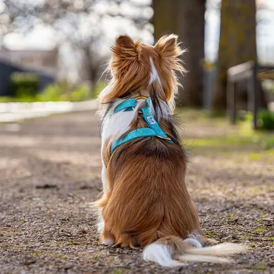 French Bandit - Harnais pour chien à paillettes French Bandit - Harnais pour chien à paillettes