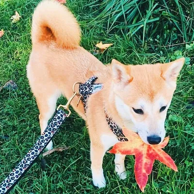 French Bandit - Harnais pour chien motif léopard