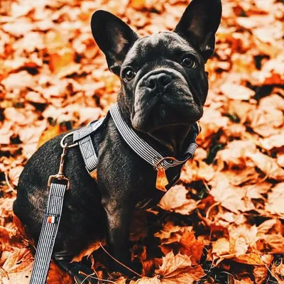 French Bandit - Harnais pour chien motif marin