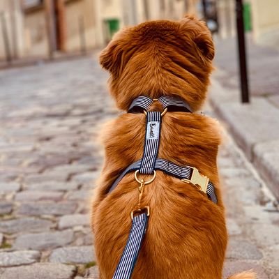 French Bandit - Harnais pour chien motif marin