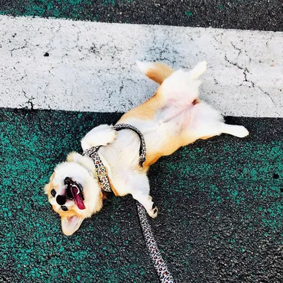 French Bandit - Harnais pour chien motif léopard