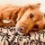 French Bandit - Panier pour chien
