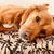 French Bandit - Panier pour chien French Bandit - Panier pour chien