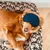 French Bandit - Panier chien motif Palm'Beach French Bandit - Panier chien motif Palm'Beach