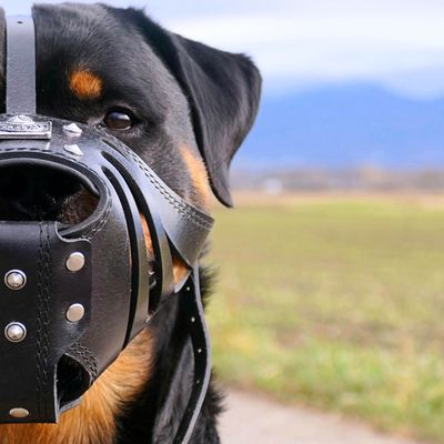 Bestia Maulkorb Alles Schwarz