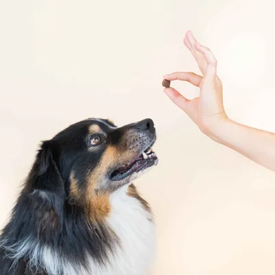 Dog Chef Sheepy Friandises 100% Agneau pour Chien