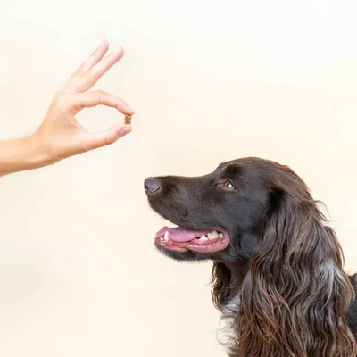 Dog Chef Ducky Softy – Leckerli mit Ente für Hunde – Hypoallergen