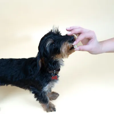 Dog Chef Chicky Tasty – Leckerli mit Huhn für Hunde