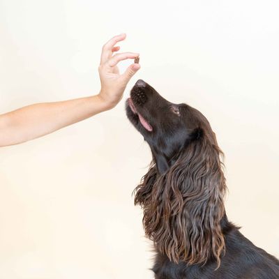 Dog Chef Deery Softy – Leckerli aus 100 % Hirsch für Hunde