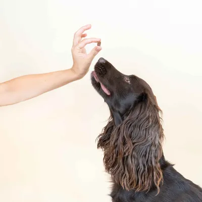 Dog Chef Deery Softy – Leckerli aus 100 % Hirsch für Hunde