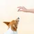 Dog Chef Move - Friandises aux Insectes pour Chien - Os et Articulations