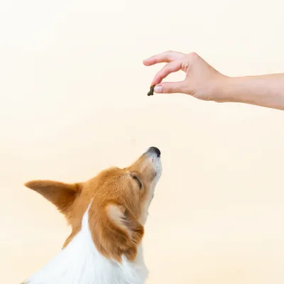 Dog Chef Move - Friandises aux Insectes pour Chien - Os et Articulations
