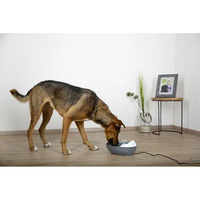 kerbl - Fontaine EYENIMAL Classic Pet 1,75 l pour petit chien et chat