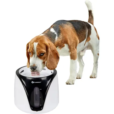 Distributeur d'Eau Automatique pour Animaux 2 L Abreuvoir /Gris