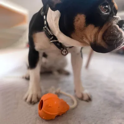 Wildfang® Jouet à mâcher citrouille 100 % caoutchouc naturel