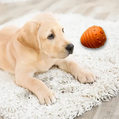 Wildfang® Labyrinthe de citrouilles – 100 % caoutchouc naturel