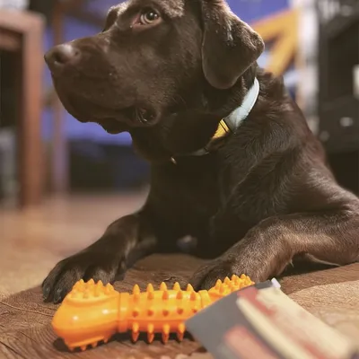 Wildfang® Jouet à mâcher os grinçant "Kristoff" - 100% caoutchouc naturel