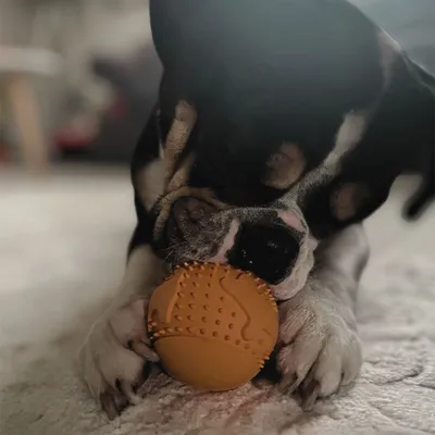 Wildfang® Balle à mâcher "Simba" - 100% caoutchouc naturel