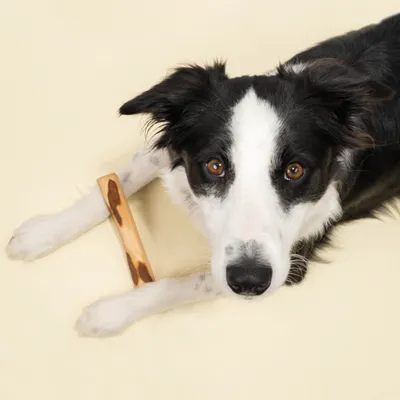 Dog Chef Bois d'Olivier - Bâton de Mastication 100% Naturel pour Chien