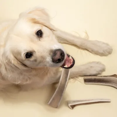 Dog Chef Bois de Cerf Tranché - Brosse à Dents 100% Naturelle pour Chien