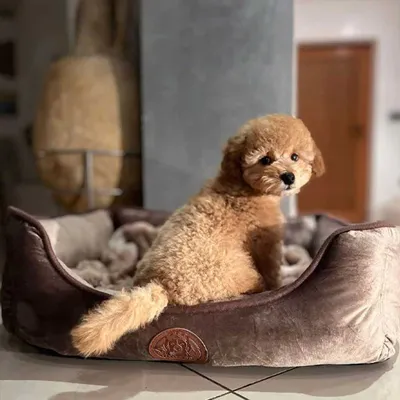 Henri - Lit orthopédique pour chiens