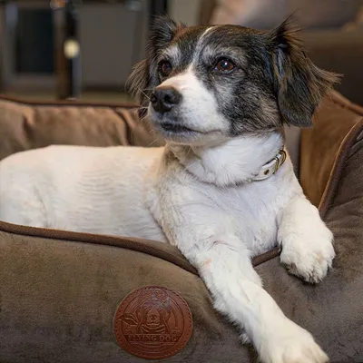 Henri - Lit orthopédique pour chiens