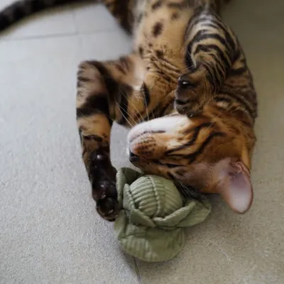 Bagane Jouet d'occupation pour chat formes citrouille et chou, K Veggie Bagane Jouet d'occupation pour chat formes citrouille et chou, K Veggie