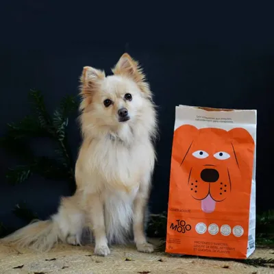 Croquettes aux insectes pour chien sans céréales - Tomojo