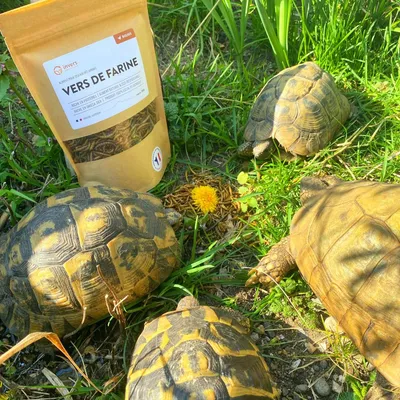 Vers de farine déshydratés pour NAC  - Invers