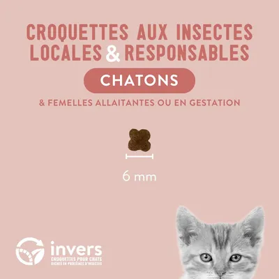 Croquettes aux insectes pour chatons et femelles allaintantes - Invers