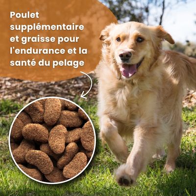 Croquettes chien adulte grande race – Dr John Gold Poulet