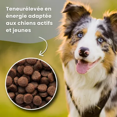 Croquettes chien actif & junior – Dr John Titanium Poulet
