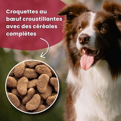 Croquettes chien adulte – Dr John Silver Bœuf