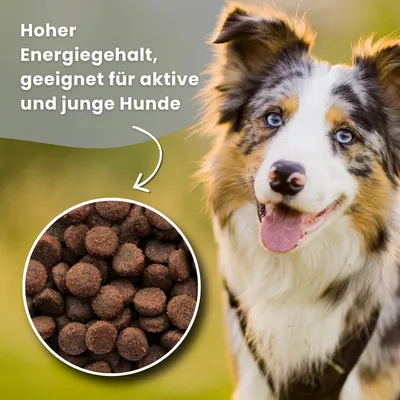 Dr John Titanium mit Huhn – Active & Junior, 4 kg