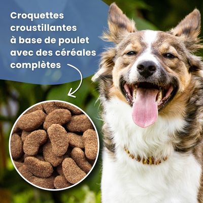 Croquettes chien senior & light – Dr John Silver Poulet