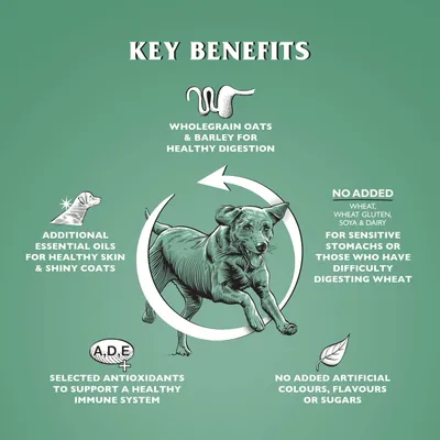 Dr John Hypoallergenic Poulet à L'avoine