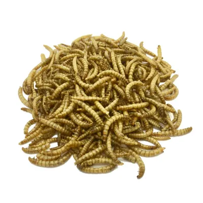 Bloc à picorer aux vers de farine  - Invers