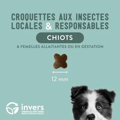Croquettes aux insectes pour chiots et femelles allaitantes - Invers