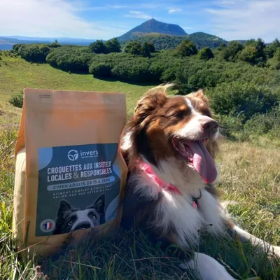 Croquettes aux insectes pour chien de taille moyenne - Invers